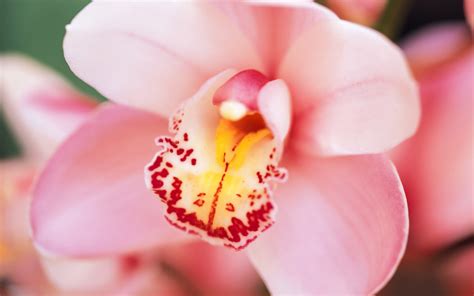 Pink Orchid Flower Desktop Wallpaper Hot Sex Picture