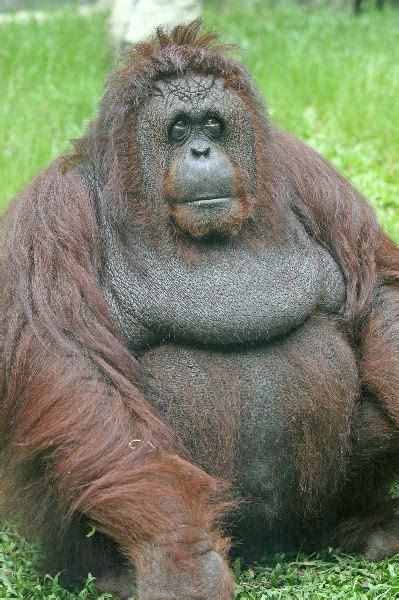 Old Orangutan Sitting - Orangutan Facts and Information