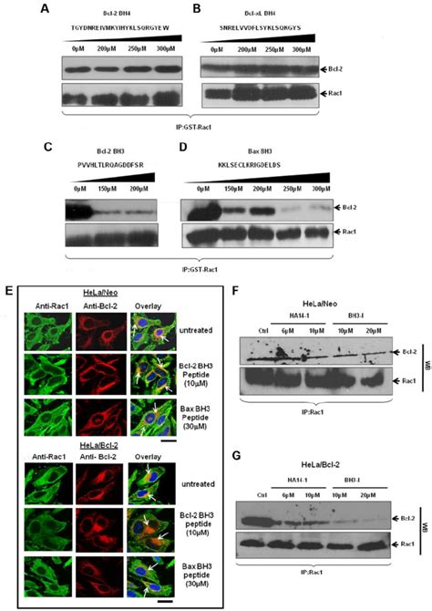 Rac1 And Bcl 2 Interaction Shows A Bh3 Domain Dependency In Vitro And