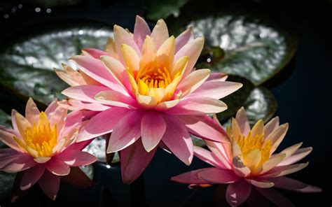 Wallpaper Water Lilies Flowers Petals Pink Leaves Hd Widescreen