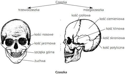 Uk Ad Ruchu Uk Ad Szkieletowy Biologia Opracowania Pl