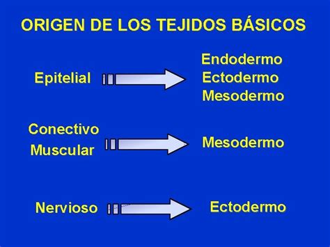 Tema 3 Ttulo Tejidos Bsicos Generalidades Tejido Epitelial