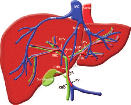 Common Hepatic Duct Diagram