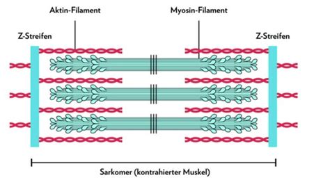 Skelettmuskulatur Karteikarten Quizlet