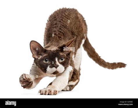 Front view of a Devon rex cat stretching isolated on white Stock Photo ...