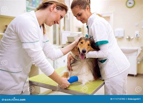 InjureVeterinarian Take Care of Dog with Hurt Leg Stock Image - Image ...