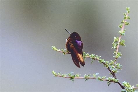 White Tufted Sunbeam Alchetron The Free Social Encyclopedia