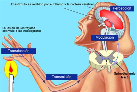 Fisiopatología Del Dolor Estructura Y Funcionamiento