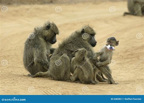 Baboon mothers and infants stock image. Image of primate - 648383