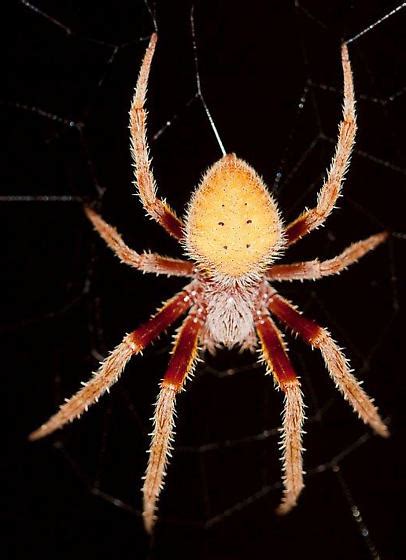 Tropical Orb Weaver Eriophora Ravilla Bugguide Net