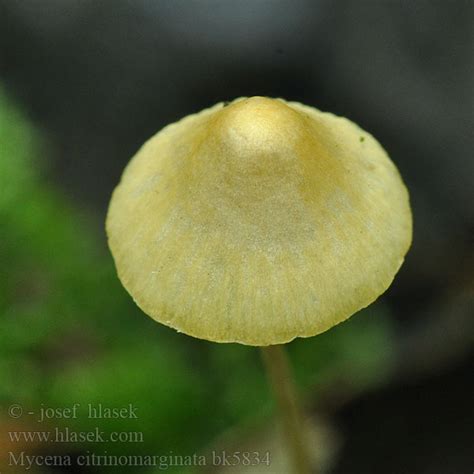 Mycena citrinomarginata Gelbschneidiger Helmling GulhĂtta Helmovka