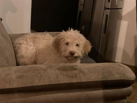 Chiot Lagotto Romagnolo femelle LOF à vendre Petite Annonce chien