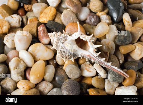 Australia Shells Seashells Hi Res Stock Photography And Images Alamy