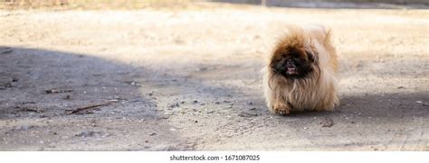 Are Pekingese Good With Kids