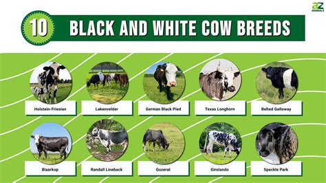 Discover 10 Black and White Cow Breeds - A-Z Animals