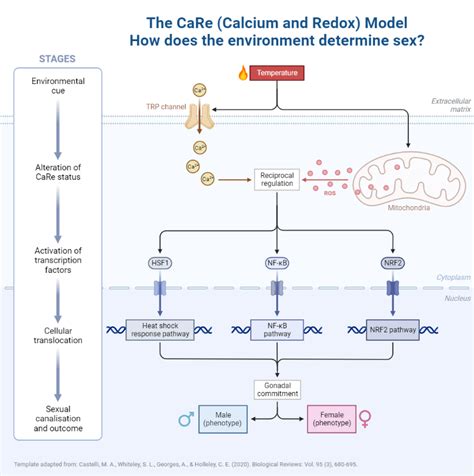 How Does The Environment Determine Sex Biorender Science Templates