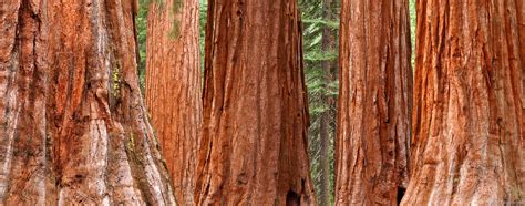 Mariposa Grove | Yosemite National Park, California, USA | Grant ...