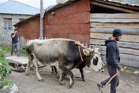 Svaneti Travel Guide - Tours, Attractions and Things To Do