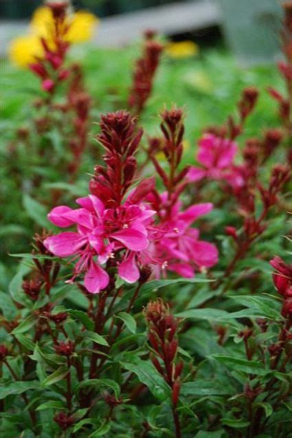 Gaura Lindheimeri Gaudi Red Ppaf Etsy Gaura Flower Spike Pretty