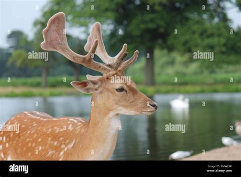 Fallow Deer Stag Wild Stock Photo Alamy