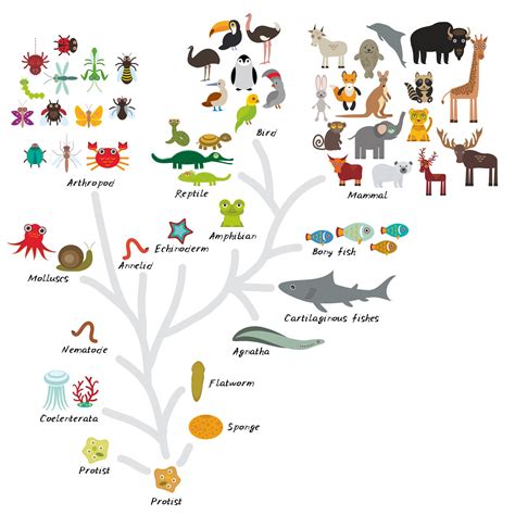 Classification - Australian Environmental Education