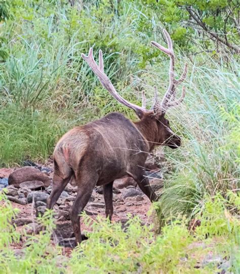 Visit The Wichita Mountain Wildlife Refuge Vacation Rentals Lawton OK