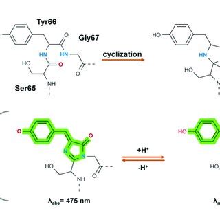 Structure of green fluorescent protein and chromophore. (a) Crystal ...