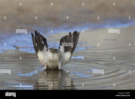White Shouldered Starling Sturnus Sinensis In Japan Stock Photo Alamy