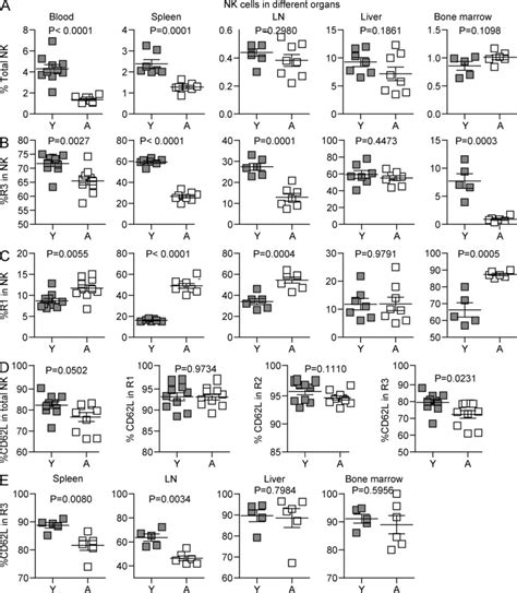 Alterations in number and phenotype of NK cells in various organs of ...