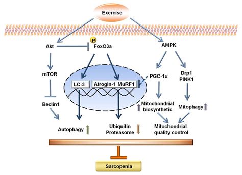 Frontiers Exercise Induced Autophagy Suppresses Sarcopenia Through