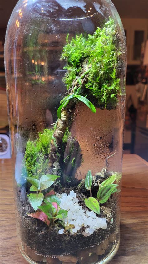 Made This Terrarium With A Mini Branch Orchid And Some Modelling Soil