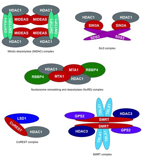 5 Overview Of Five Class I HDAC Containing Complexes There Are Five