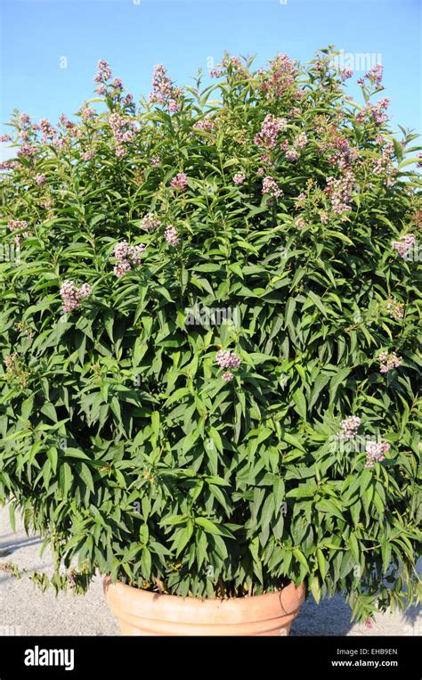 Cestrum Elegans Hi Res Stock Photography And Images Alamy