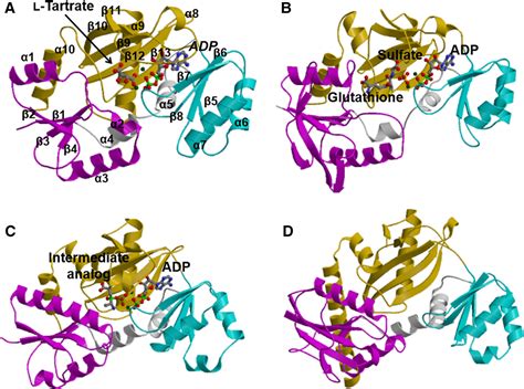 Cyclization Mechanism Catalyzed By An ATPgrasp Enzyme Essential For D