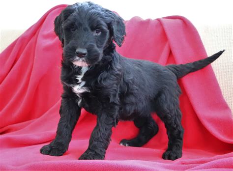 Black Sheepadoodles — Crockett Doodles