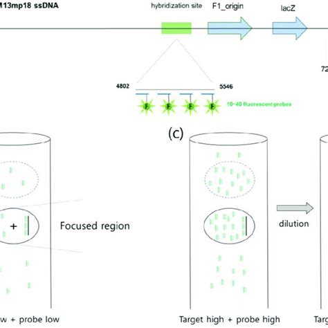 Strategy For The Sequence Specific Counting Of M13 Single Strand Dna Download Scientific