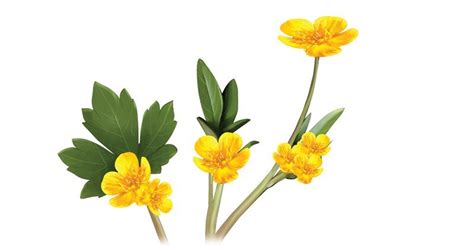 Buttercup - Sawan Books
