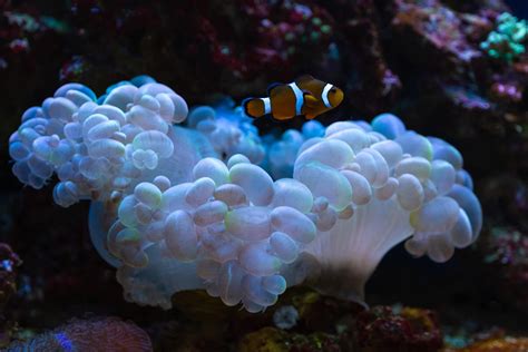 Keeping The Bubble Coral Coral Care AlgaeBarn