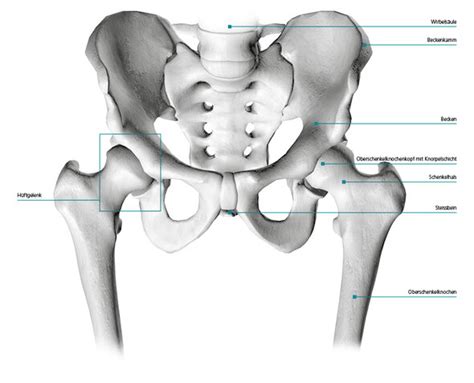 Das H Ftgelenk Mein Gelenkersatz