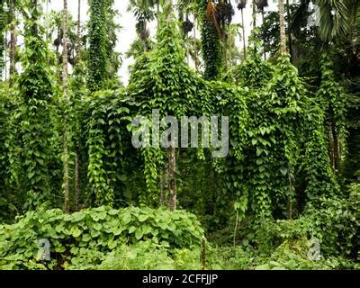 Cultivation of dioscorea alata known as purple yam or greater yam, organic farming Stock Photo ...