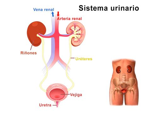 El Sistema Urinario Paxala