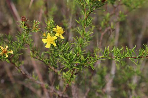 Peelbark St John S Wort From Polk County Fl Usa On November