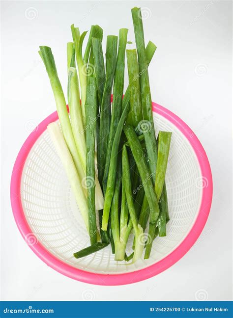 Leek Allium Fistulosum Scallion Green Onion Spring Onion Or Bawang