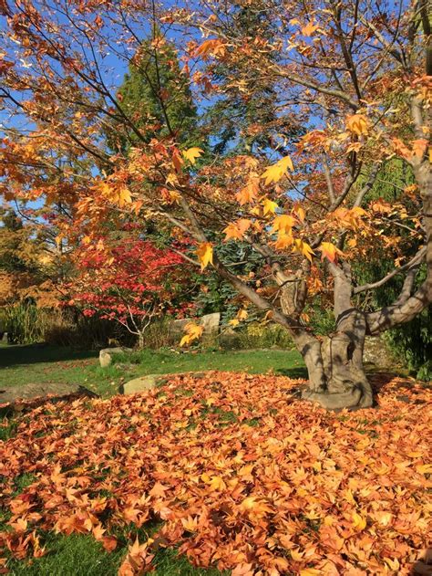 English Autumn | Outdoor, English, Indoor