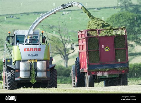 Claas Jaguar Self Propelled Forager Chopping Grass And Loading