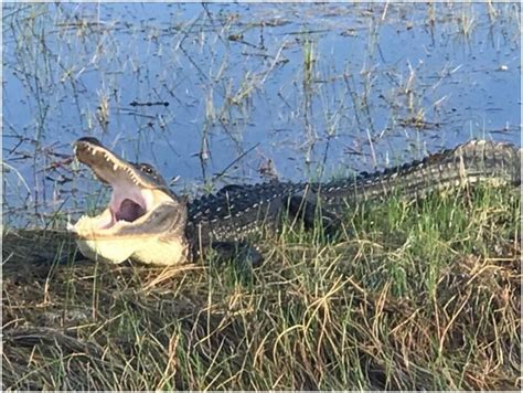 4 Facts American Crocodile Everglades | Cypress AirBoat Tours