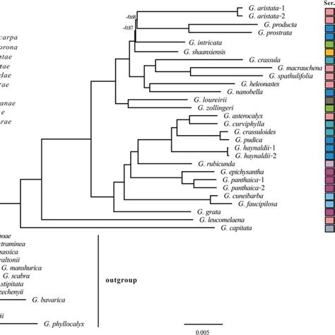 Phylogenetic Tree And Variation Of Plastid Size In Gentiana Section