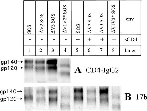 Exposure Of Cd4bs And Cd4i Epitopes On Variable Loop Deleted Sos Gp140