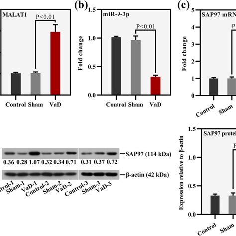 Expression Levels Of Malat Mir P And Sap In The Hippocampus Of