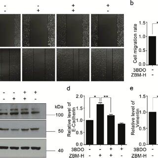 Bdo Reverses The Inhibitory Effect Of Zbm H On Cell Migration A B